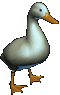 pato05.gif