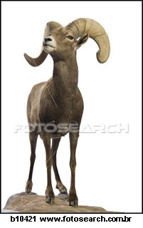 close-up-ram_~b10421.jpg
