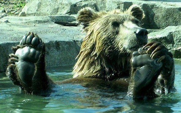 bear.jpg