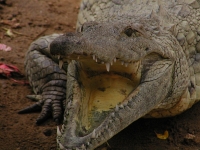 AggressiveCrocofile.jpg
