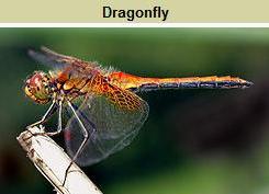 Dragonfly.jpg