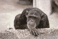 !cid_image001_gif@01C85D9E.gif