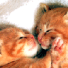 mjW3u0574388-01.gif