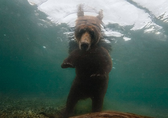 urso.jpg