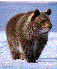 URSO.gif