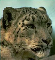 Leopard.jpg
