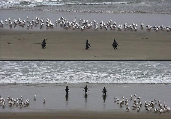 pinguins.jpg