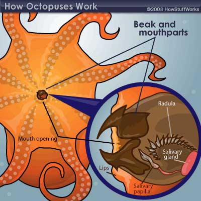 octopus.jpg