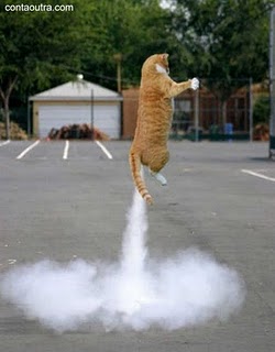 0gatoajato.jpg