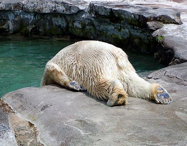 urso.jpg