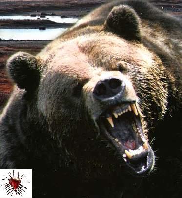 O-URSO-FAMINTO.jpg