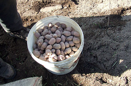 batatas.jpg