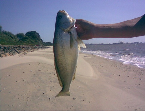 pescada.jpg