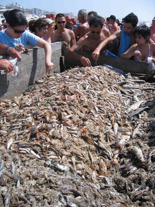 Praia_de_Mira_peixe_para_a_lota.jpg