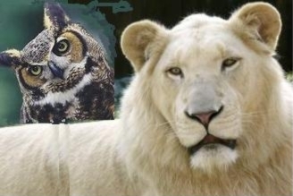 LionOwl1.JPG