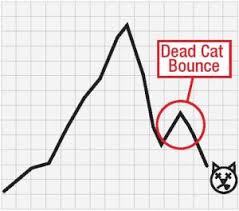 Dead cat bounce.jpg