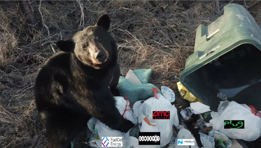 beartrash.JPG