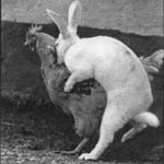 chicken-rabbit-sex.jpg