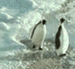pinguim.gif