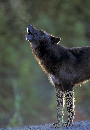 EFEITO THE MECHANIC !!!.JPG