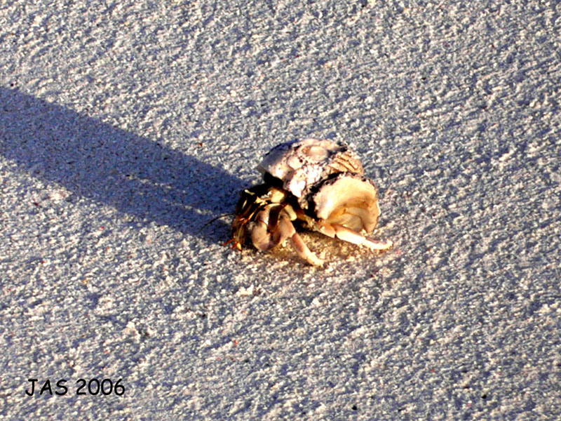 Maldivas 06 096b.jpg