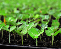 SEMAPA - viveiros Eucalipto.jpg