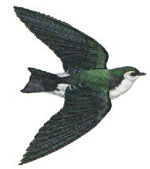 swallow3.jpg