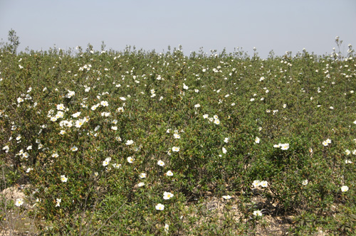 11882a-Cistus-ladanifer.jpg