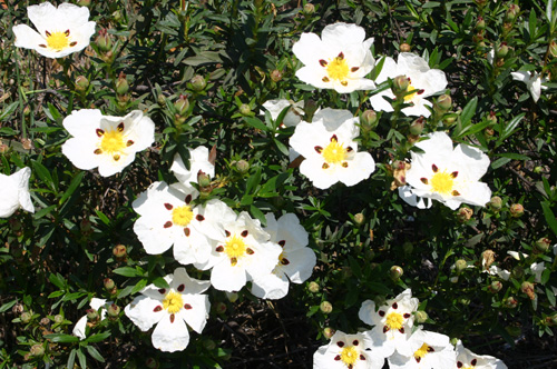 11881a-Cistus-ladanifer.jpg
