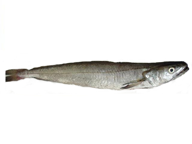 pescada.jpg